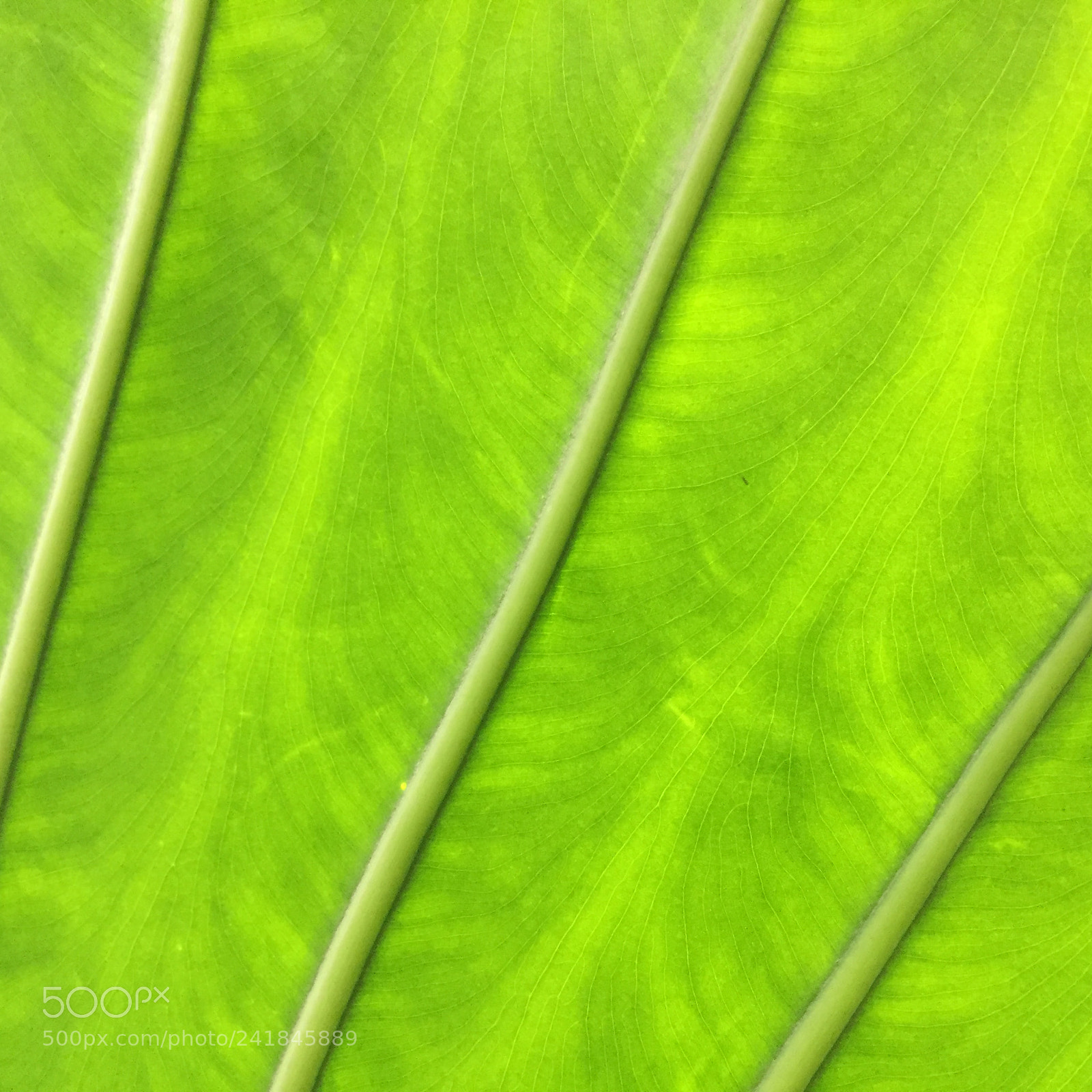 Apple iPhone 6 sample photo. Untitled photography