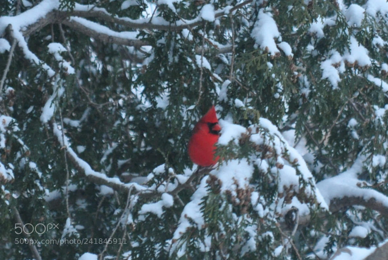 Nikon D5000 sample photo. A beautiful winter visitor photography