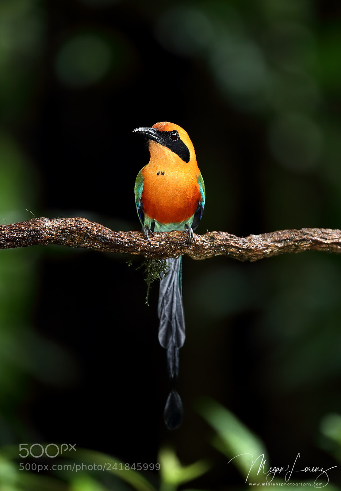Canon EOS-1D X Mark II sample photo. Motmot photography