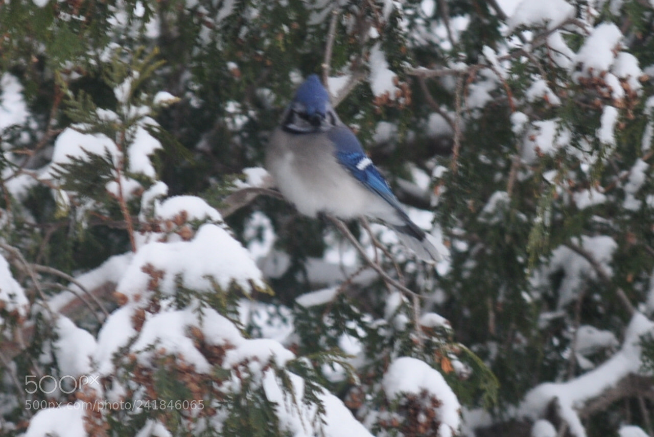 Nikon D5000 sample photo. A stately winter visitor photography