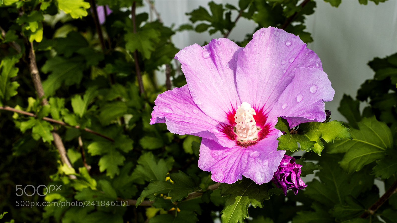 Nikon D800 sample photo. Flower800 photography