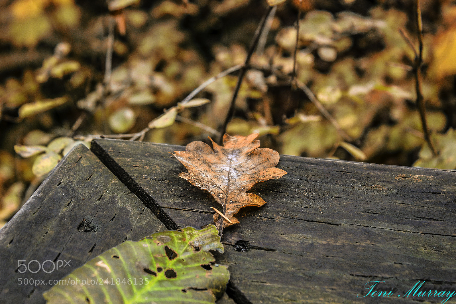 Canon EOS 1200D (EOS Rebel T5 / EOS Kiss X70 / EOS Hi) sample photo. Leaves photography