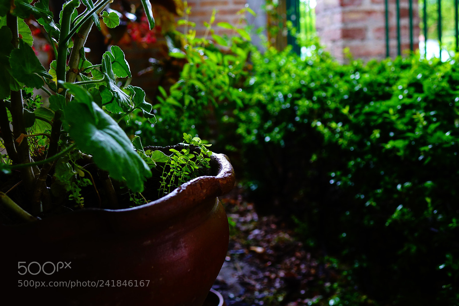 Sony Cyber-shot DSC-RX10 II sample photo. After the rain photography