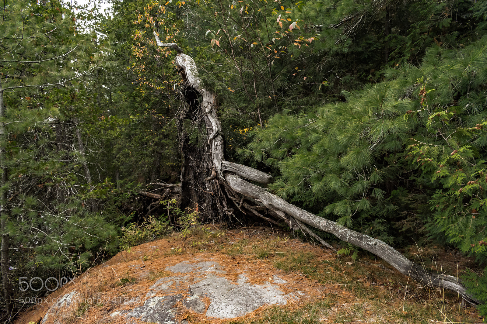 Nikon D7200 sample photo. Fall 44 photography