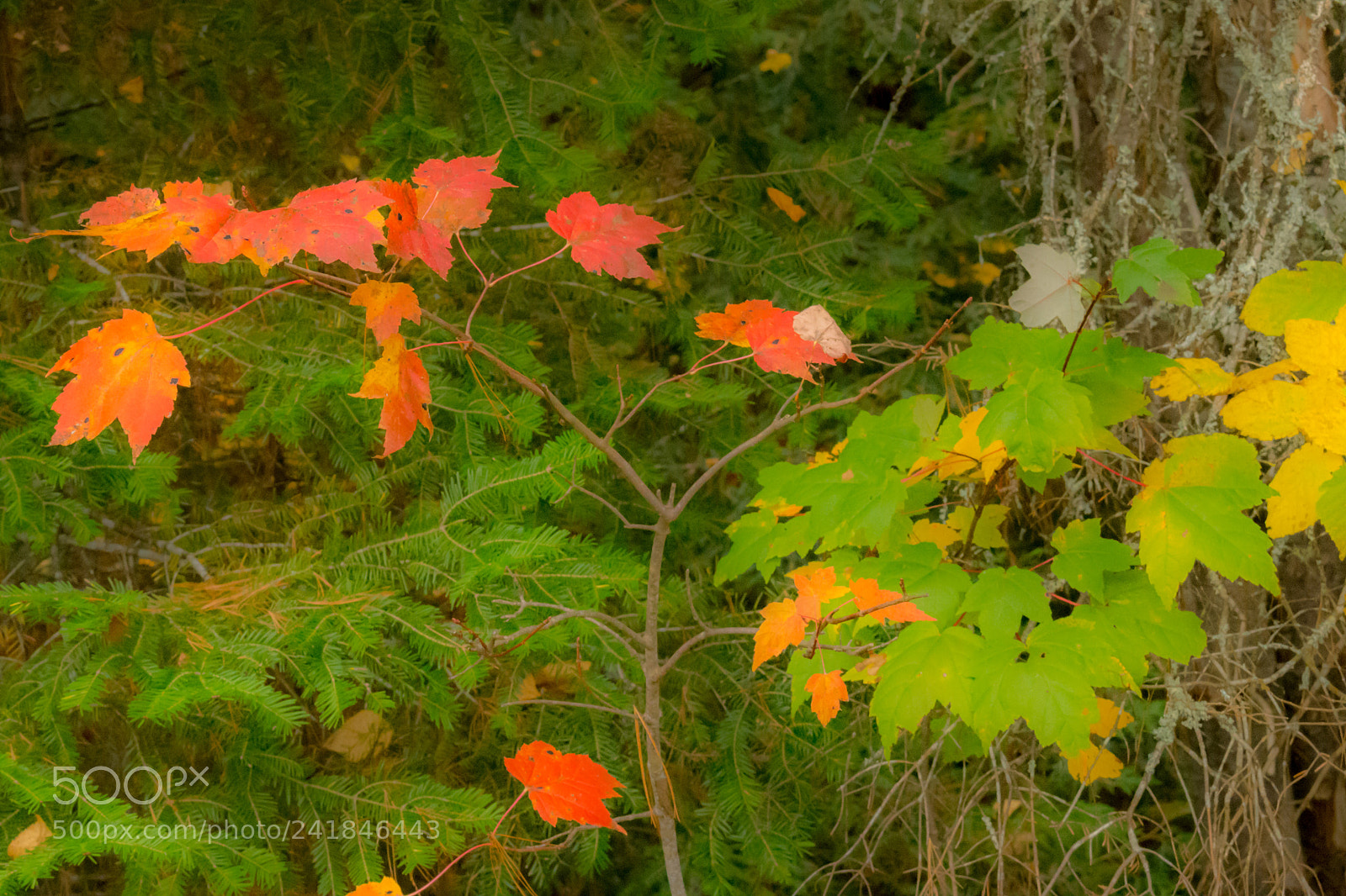 Nikon D7200 sample photo. Fall 45 photography