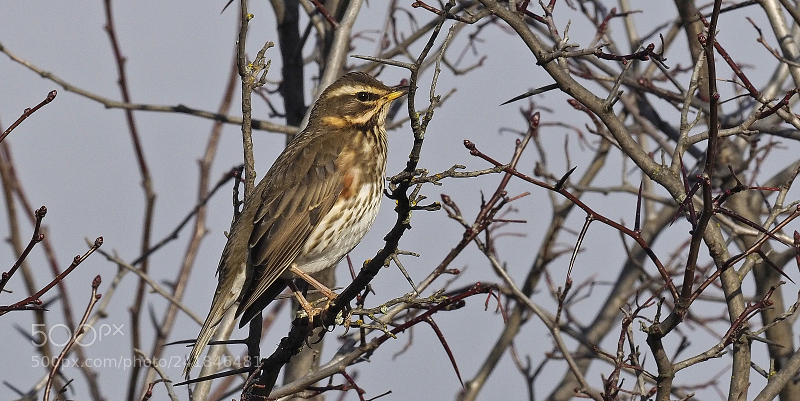 Olympus OM-D E-M1 Mark II sample photo. Redwing photography