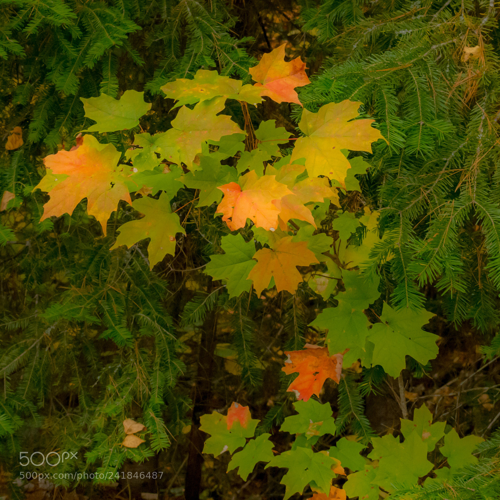 Nikon D7200 sample photo. Fall 46 photography
