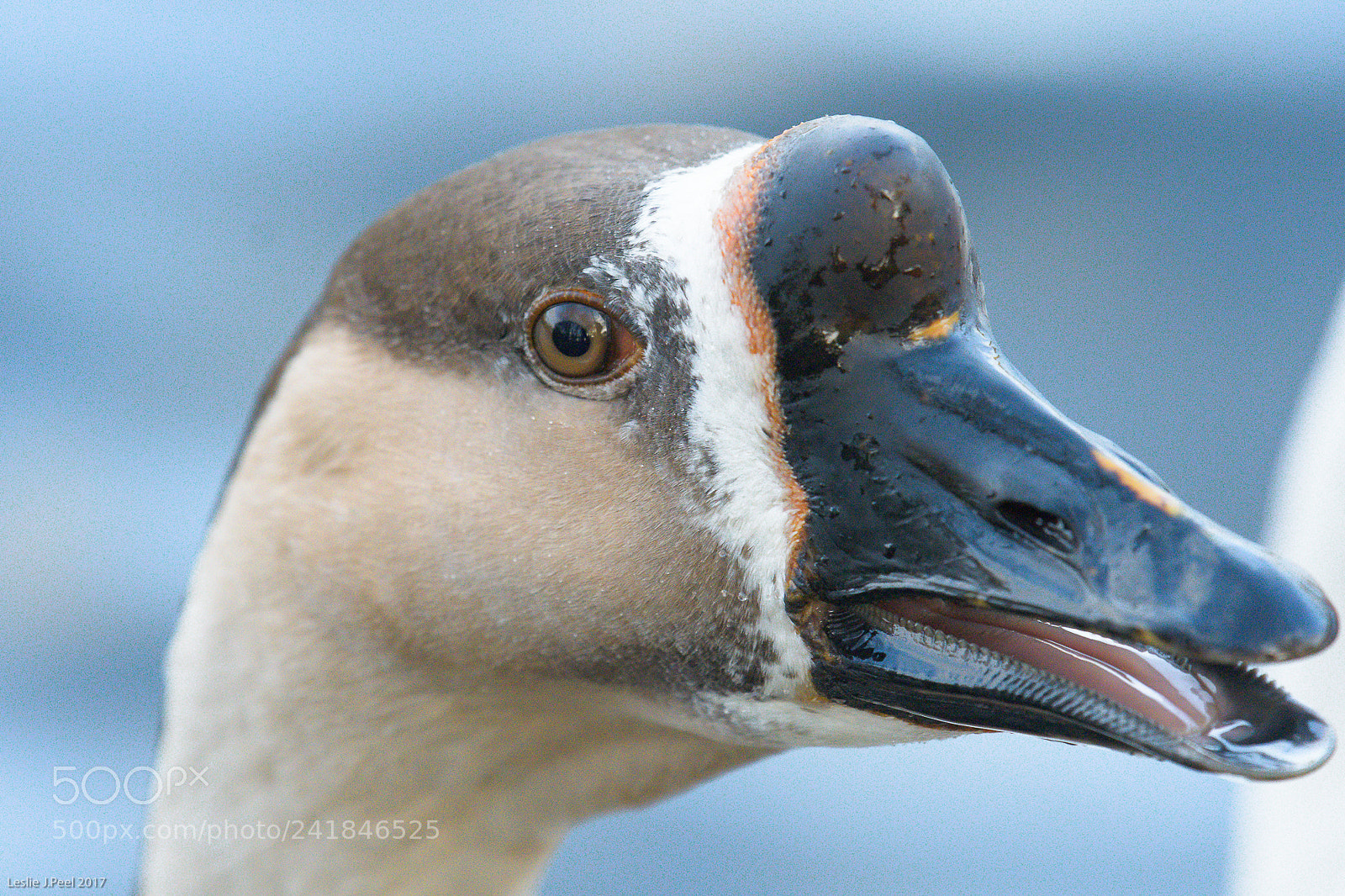 Nikon D500 sample photo. Cross breed goose photography