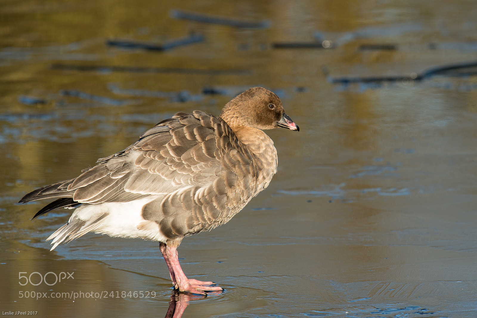 Nikon D500 sample photo. Pink footed goose photography