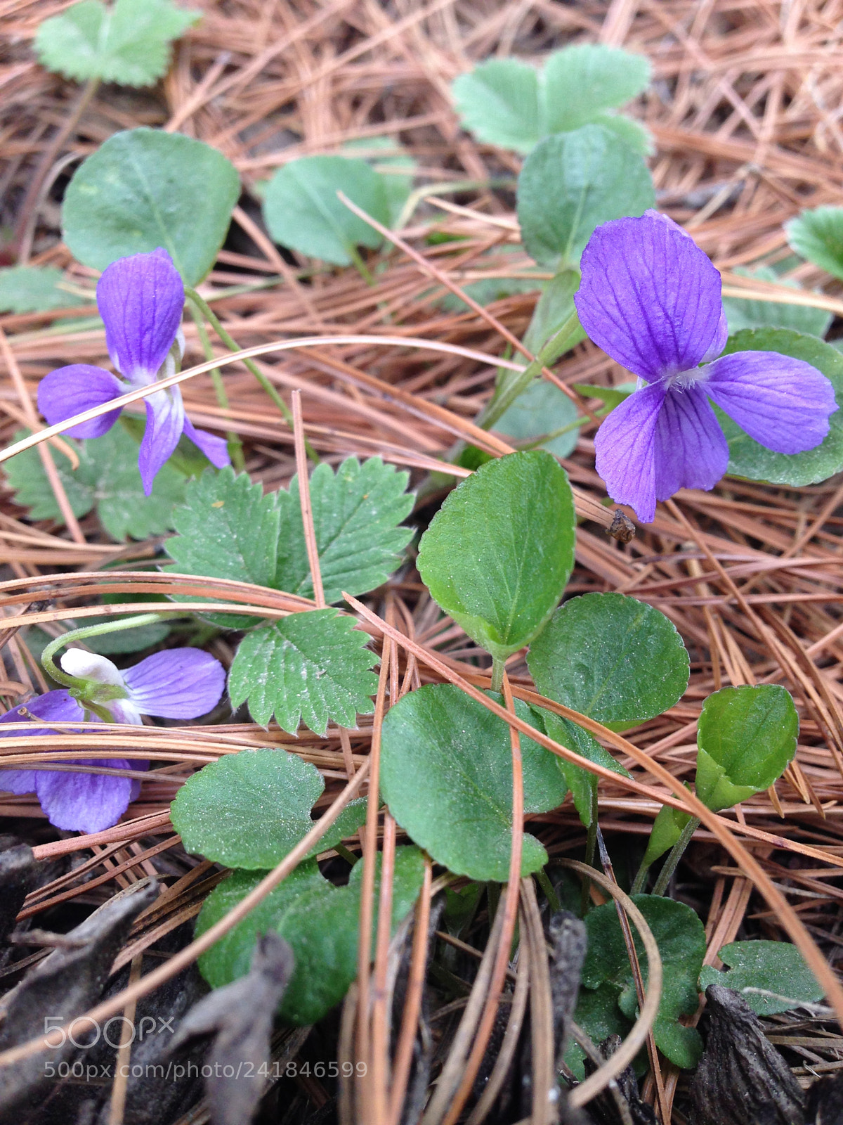 Apple iPhone 5 sample photo. Img photography