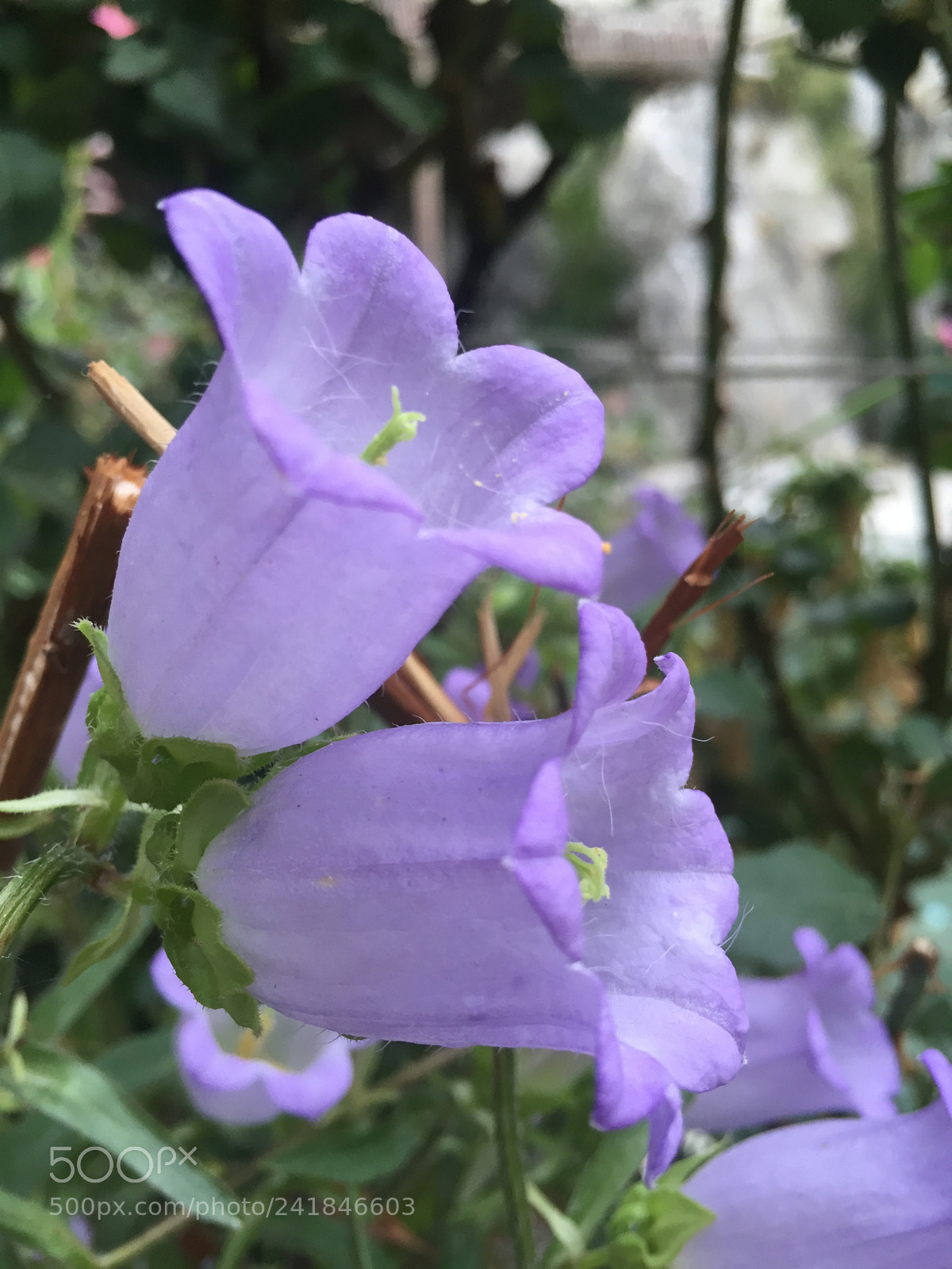 Apple iPhone 6 sample photo. Twins photography