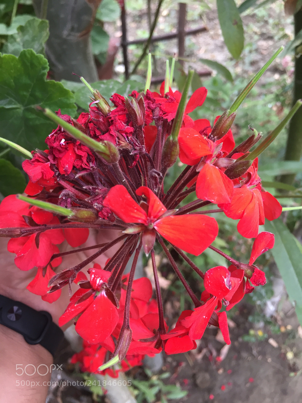 Apple iPhone 6 sample photo. Bloom photography