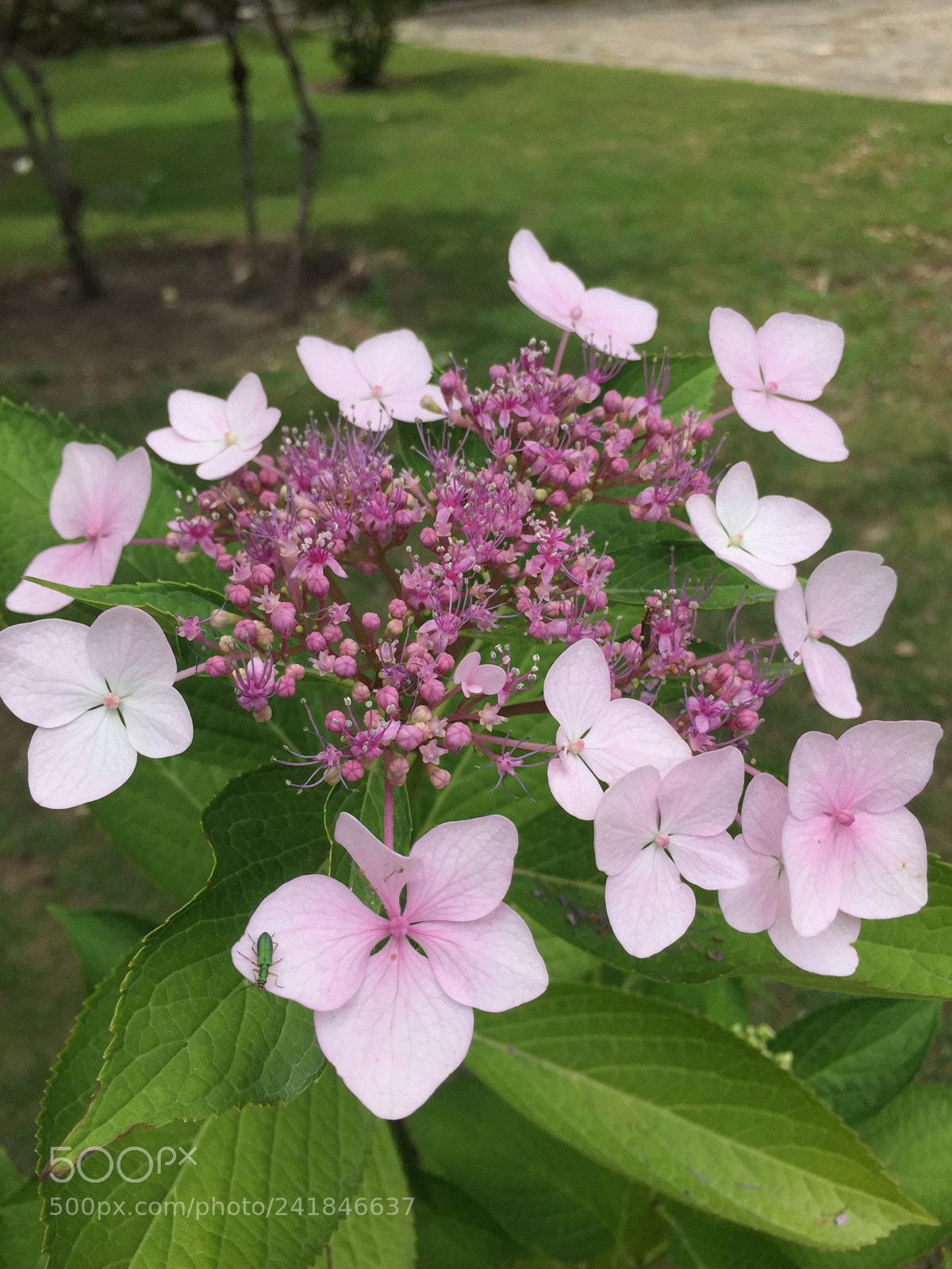 Apple iPhone 6 sample photo. Img photography