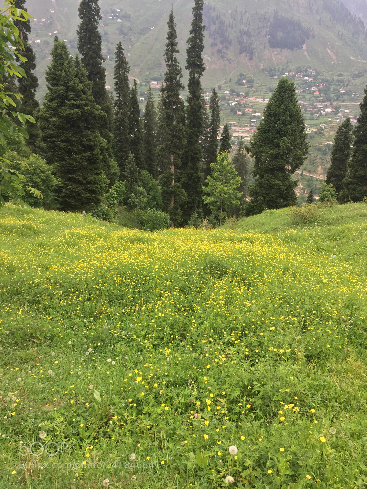 Apple iPhone 6 sample photo. Summer in kashmir photography