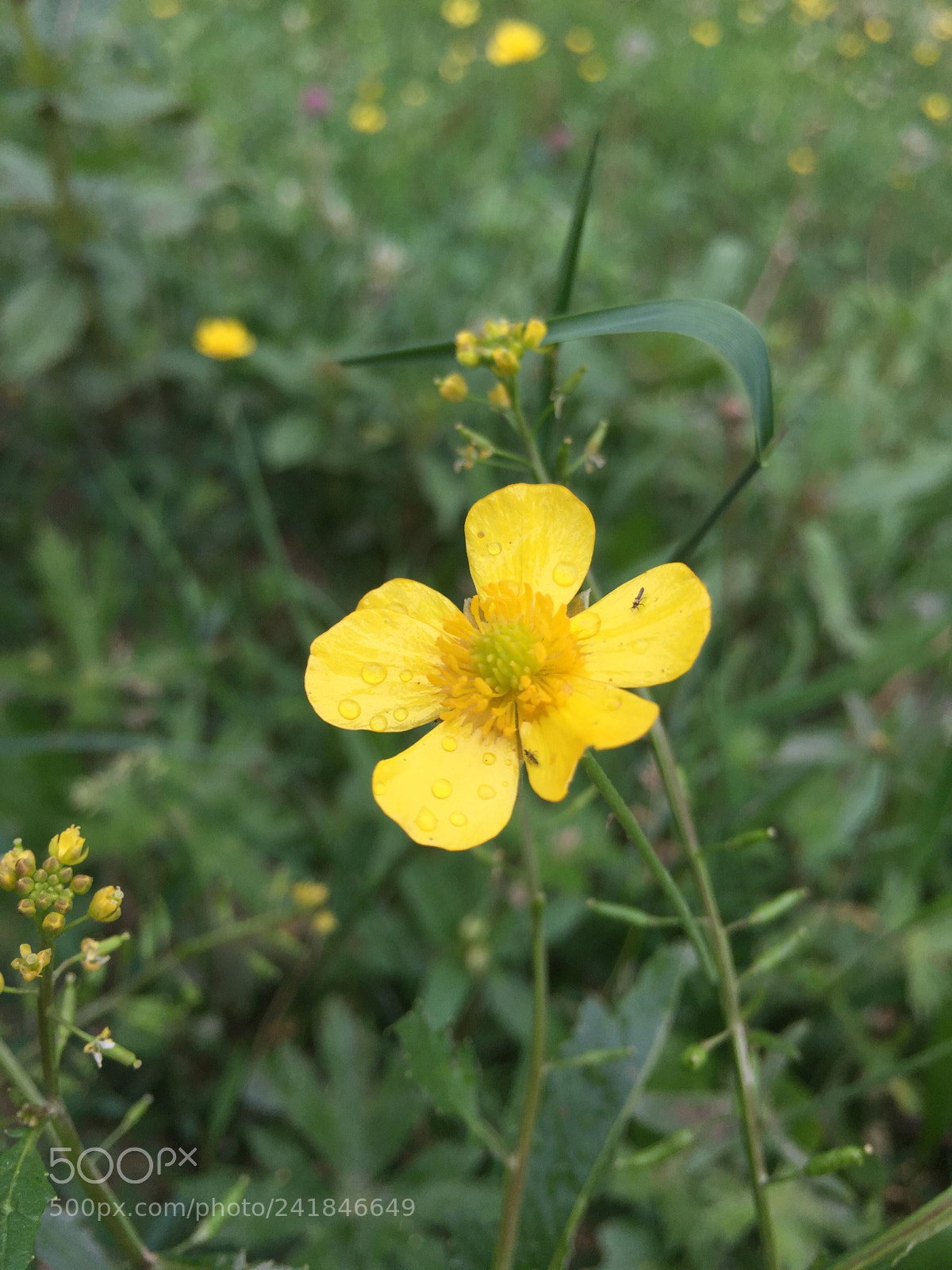 Apple iPhone 6 sample photo. Img photography