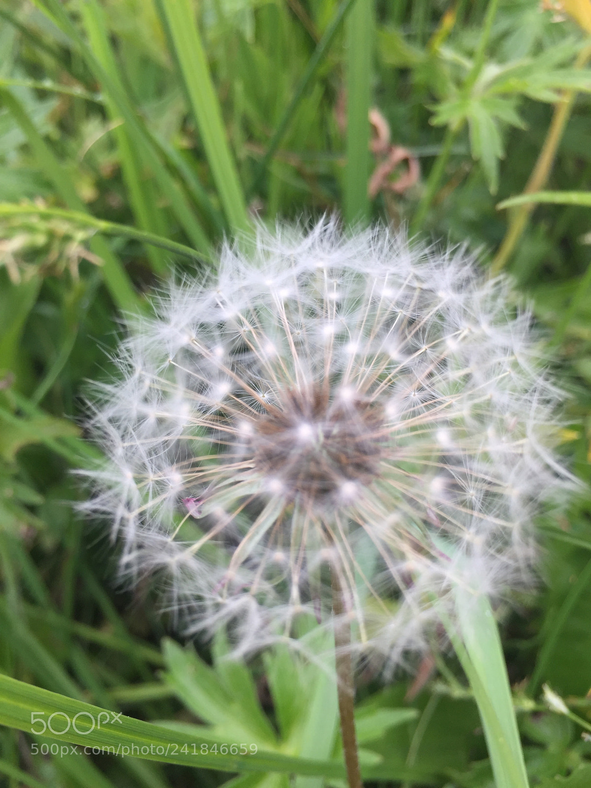 Apple iPhone 6 sample photo. Img photography