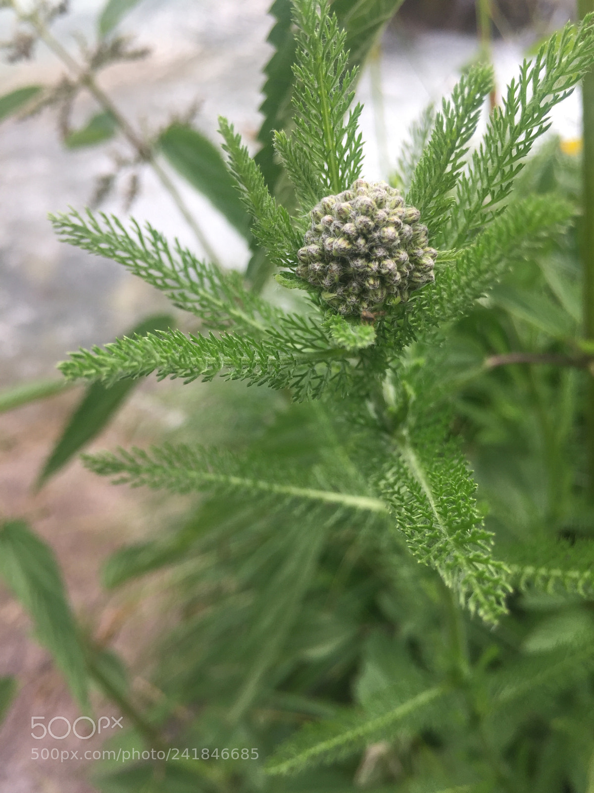 Apple iPhone 6 sample photo. Wild cannabis plant photography