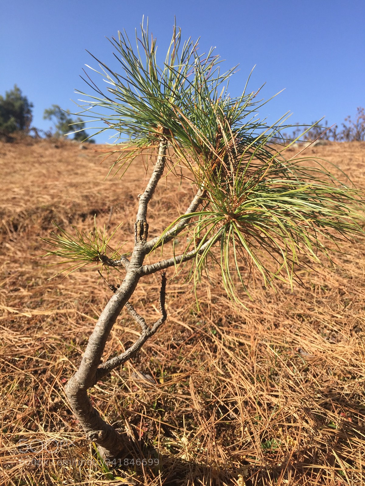 Apple iPhone 6 sample photo. Growth photography