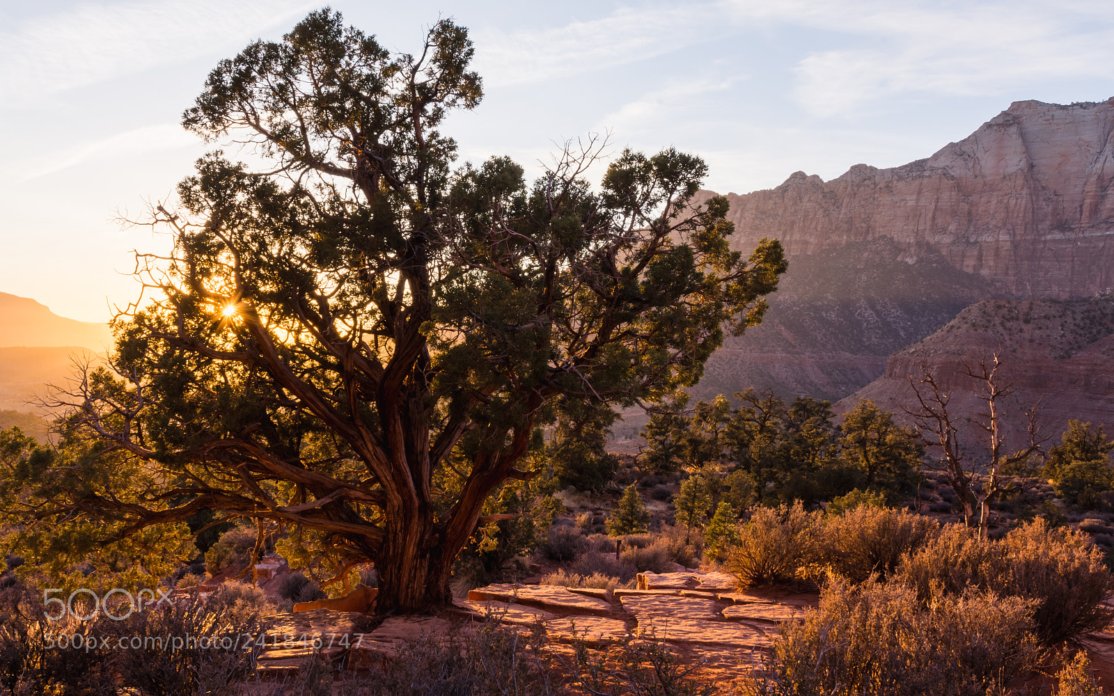 Nikon D7100 sample photo. Zion sunburst photography