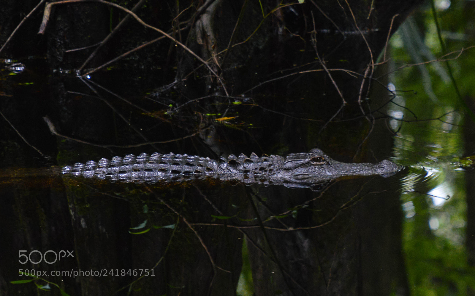 Nikon D3200 sample photo. Florida life photography