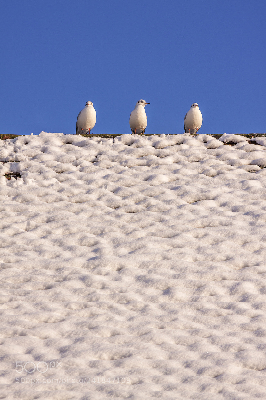 Canon EOS 50D sample photo. Winter snow photography