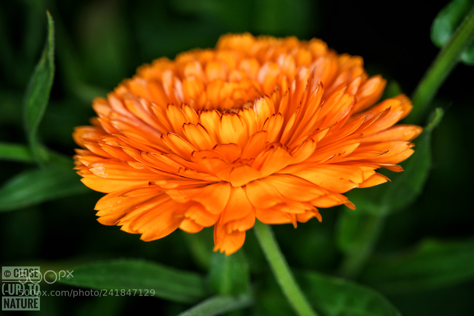 Samsung NX500 sample photo. Un beau soucis! photography
