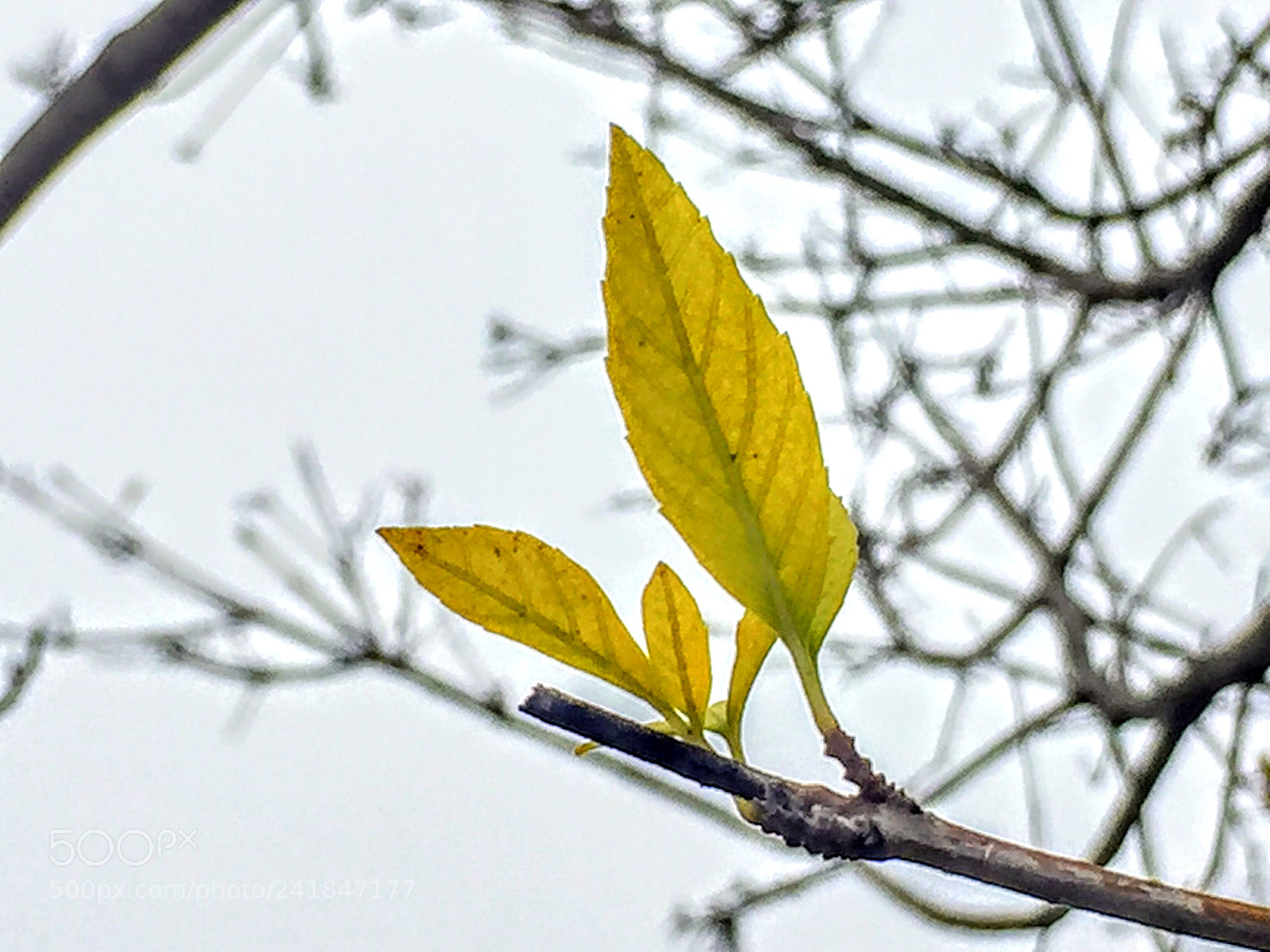 Apple iPhone 6 sample photo. Untitled photography