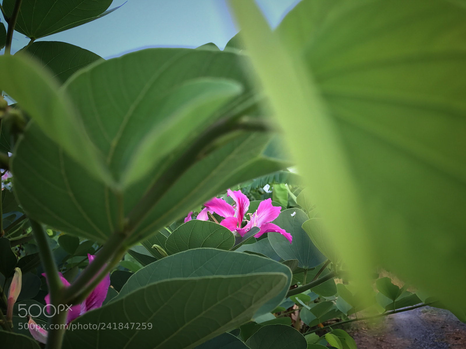Apple iPhone 7 sample photo. Bauhinia photography