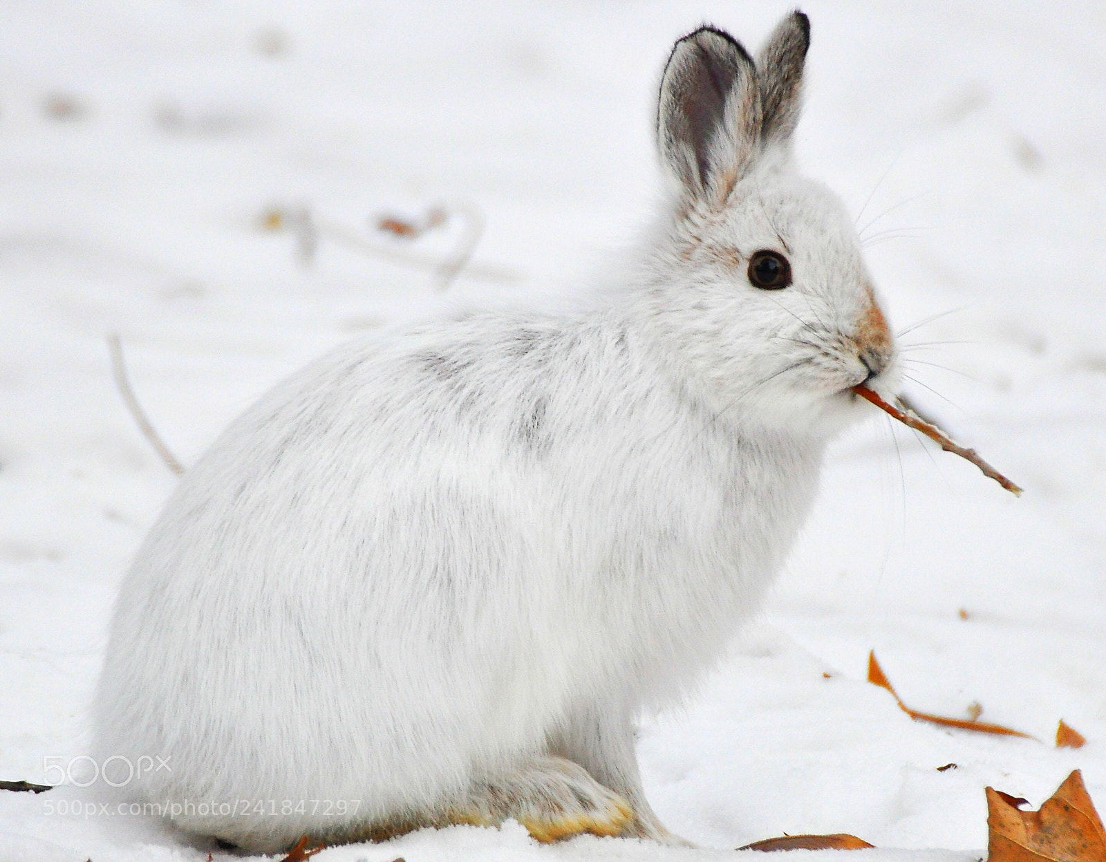 Nikon D90 sample photo. Hare photography
