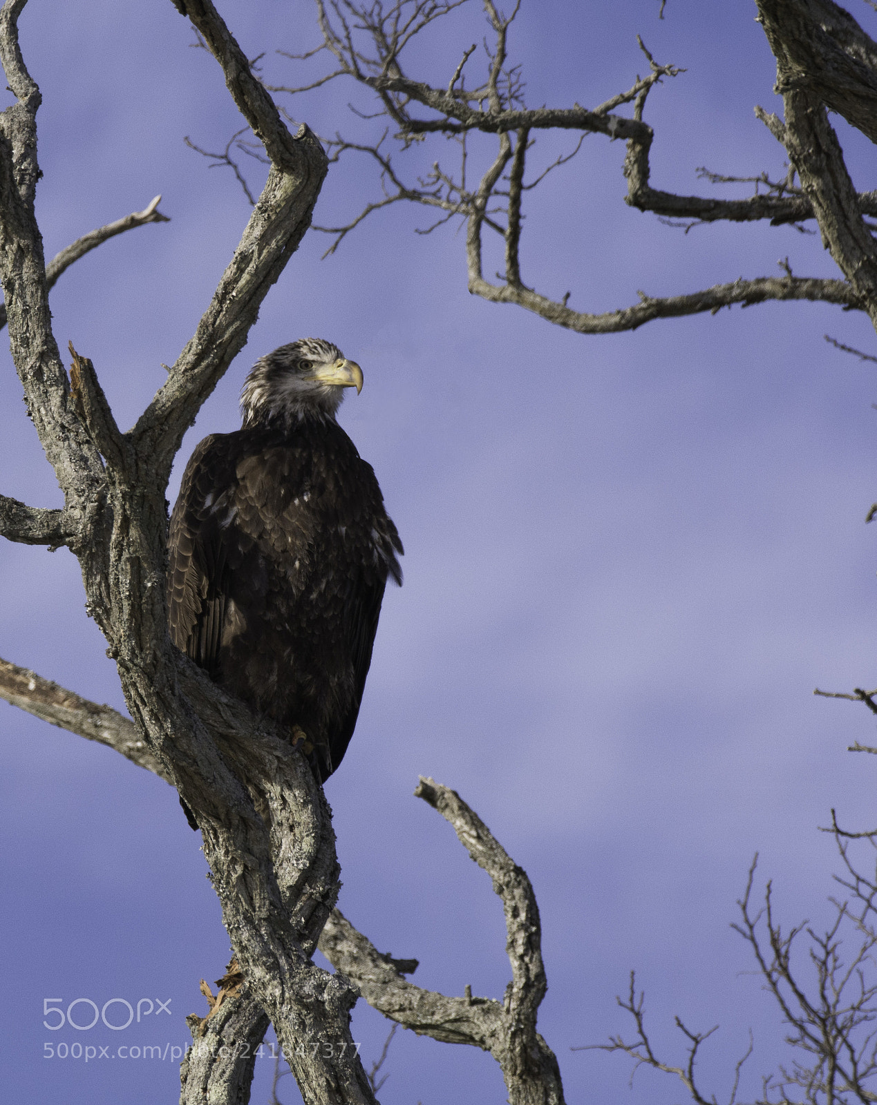 Nikon D7100 sample photo. Bald eagle juvenile photography