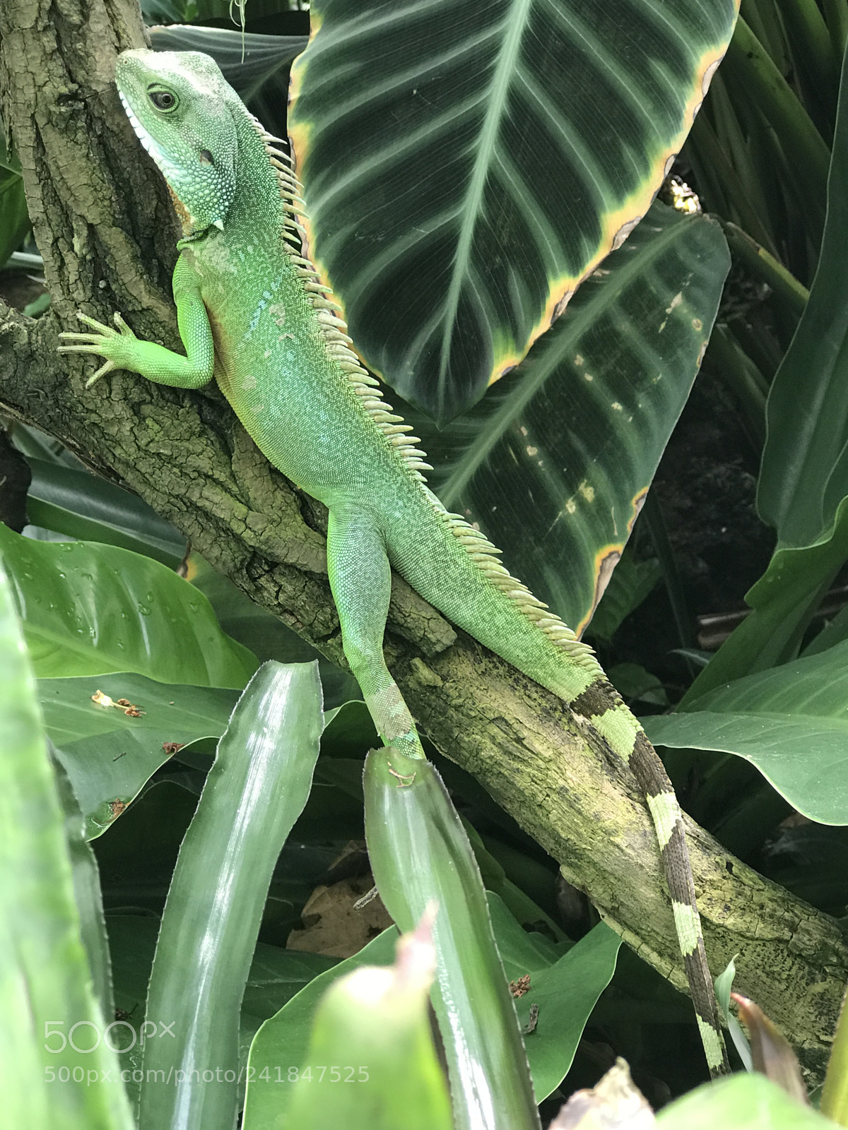 Apple iPhone 7 Plus sample photo. Leguan photography