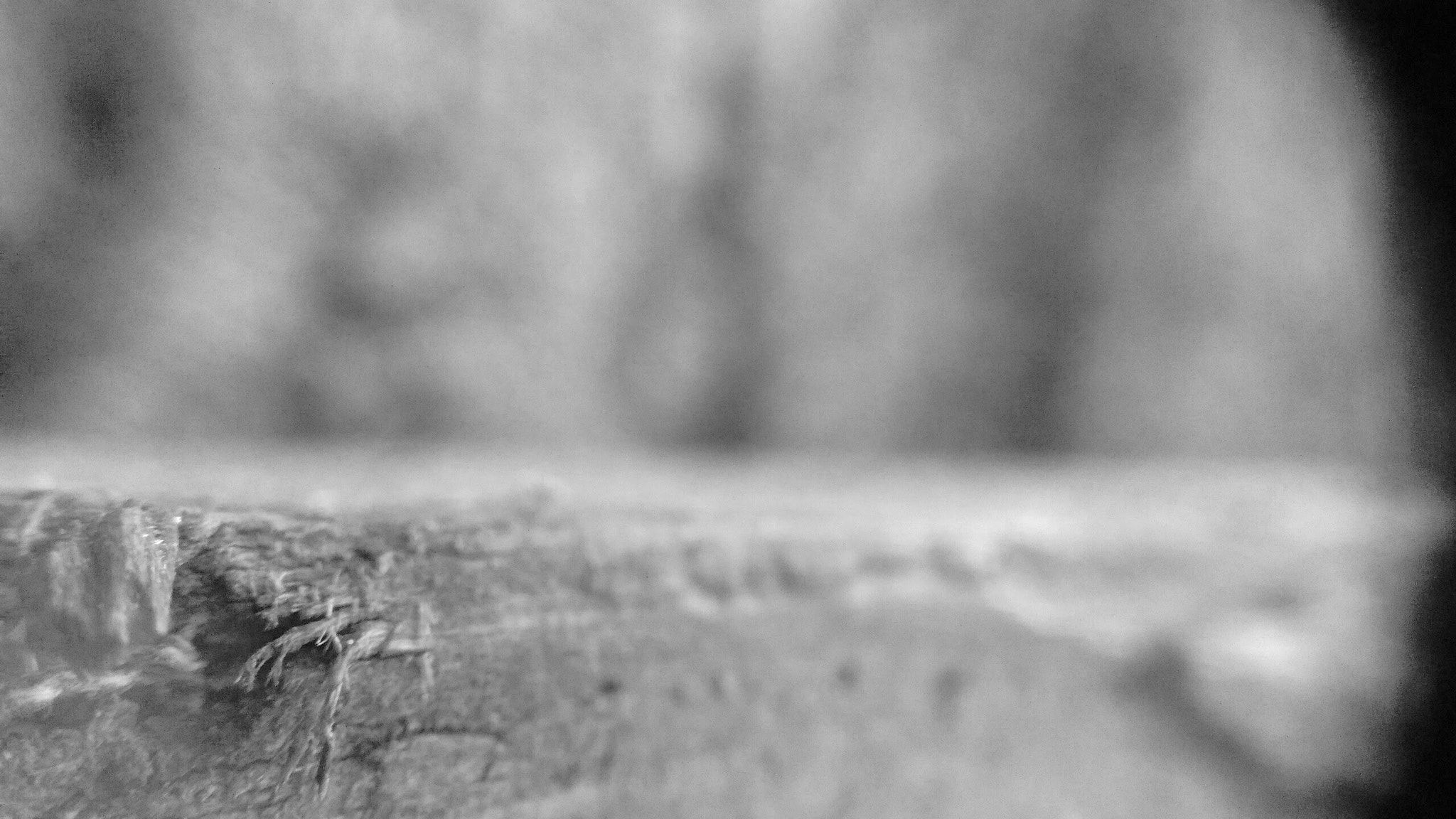 Motorola Moto E with 4G LTE (2nd Gen) sample photo. Bw wood photography