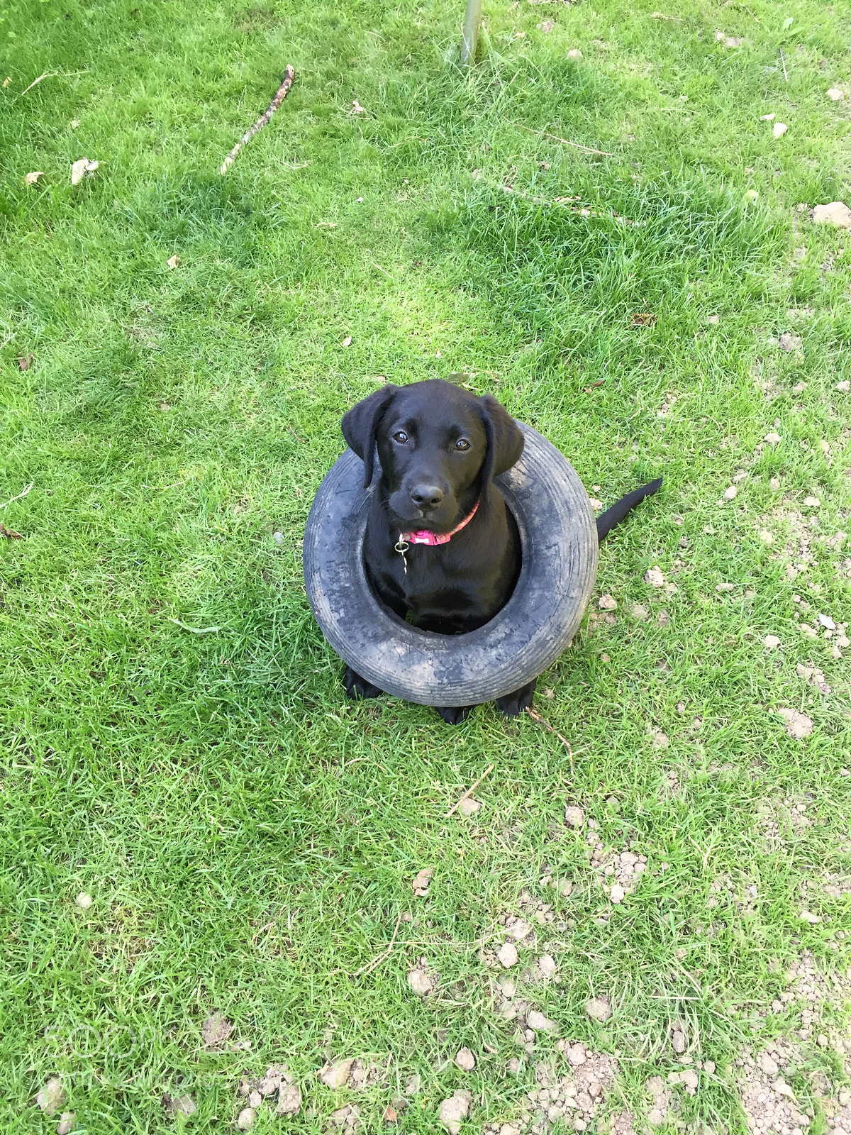 Apple iPhone 6 sample photo. Black labrador puppy in photography