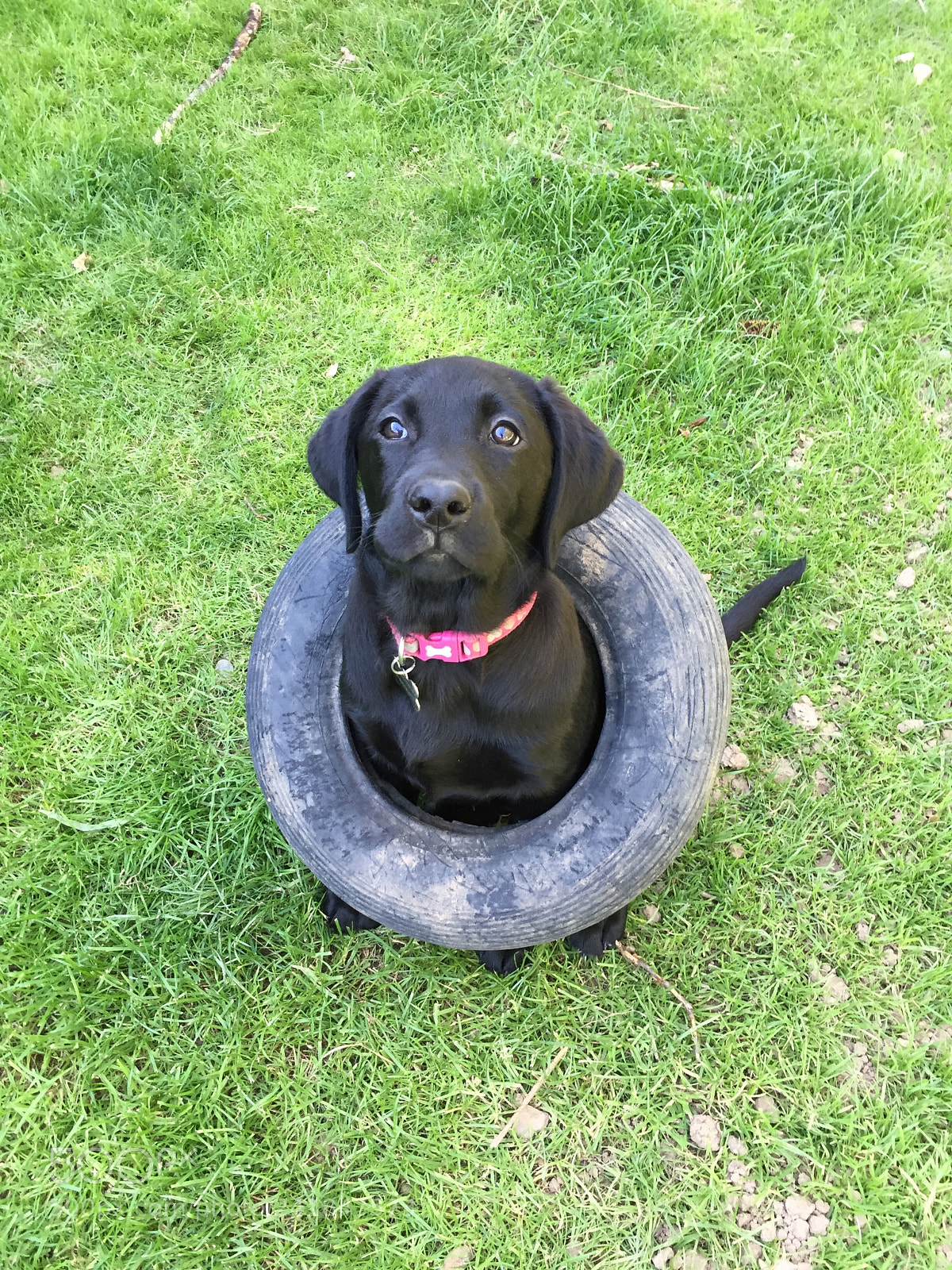 Apple iPhone 6 sample photo. Black labrador puppy in photography