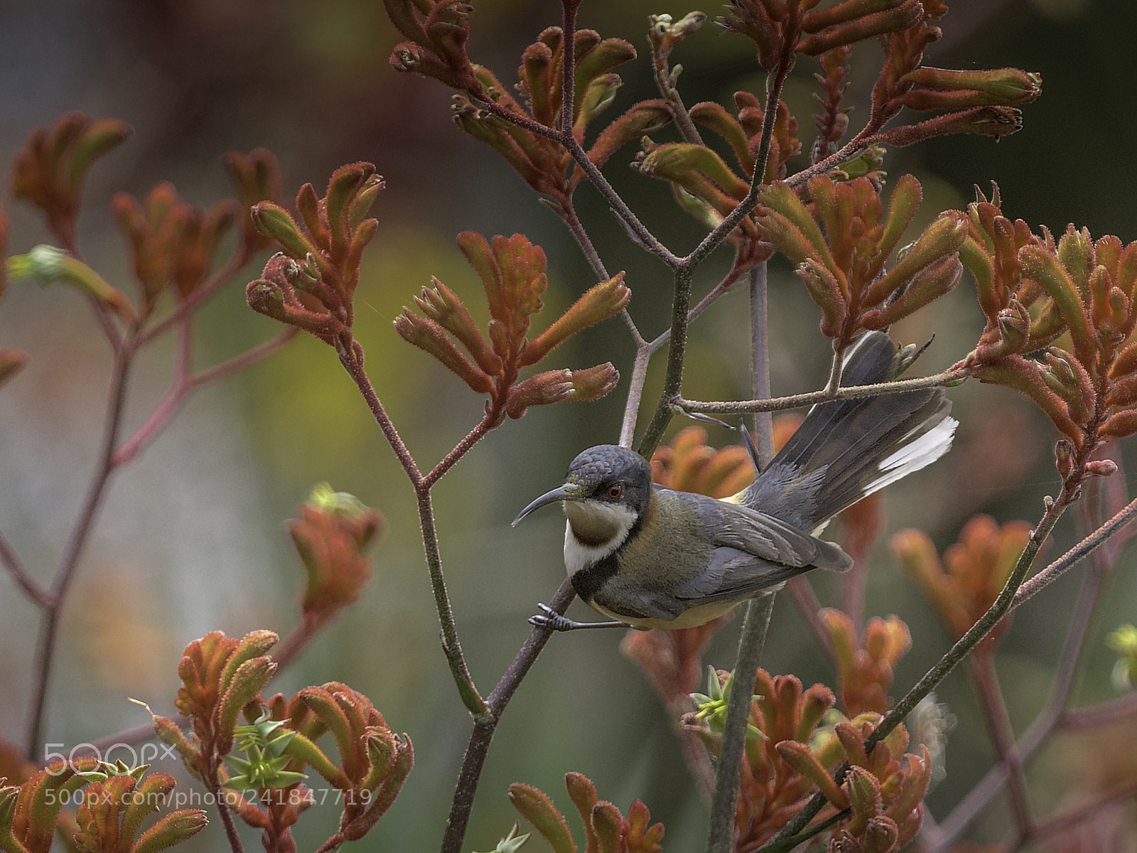 Nikon D810 sample photo. Eastern spinebill in the photography
