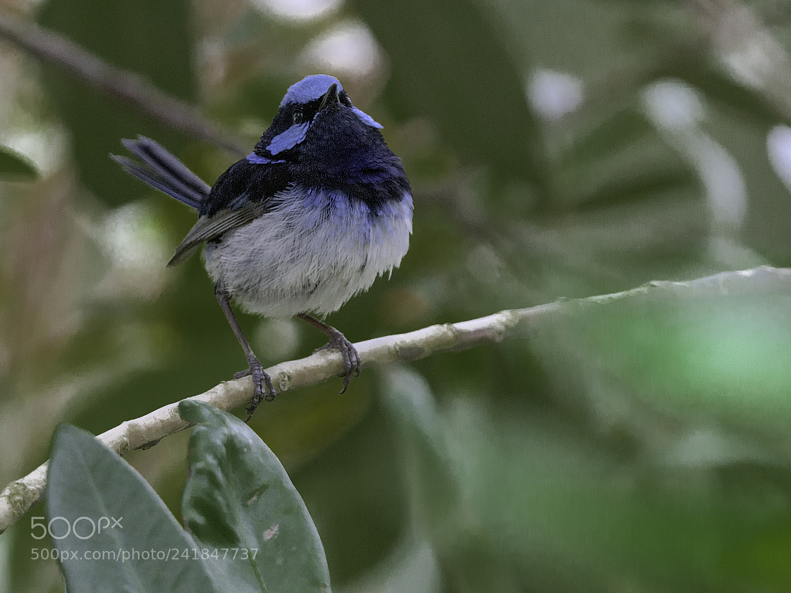Nikon D810 sample photo. Superb fairy wren photography