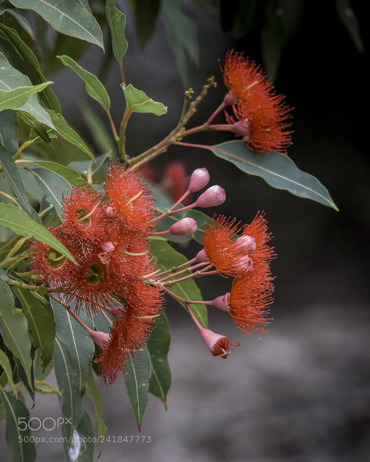 Nikon D810 sample photo. Flowering gum photography