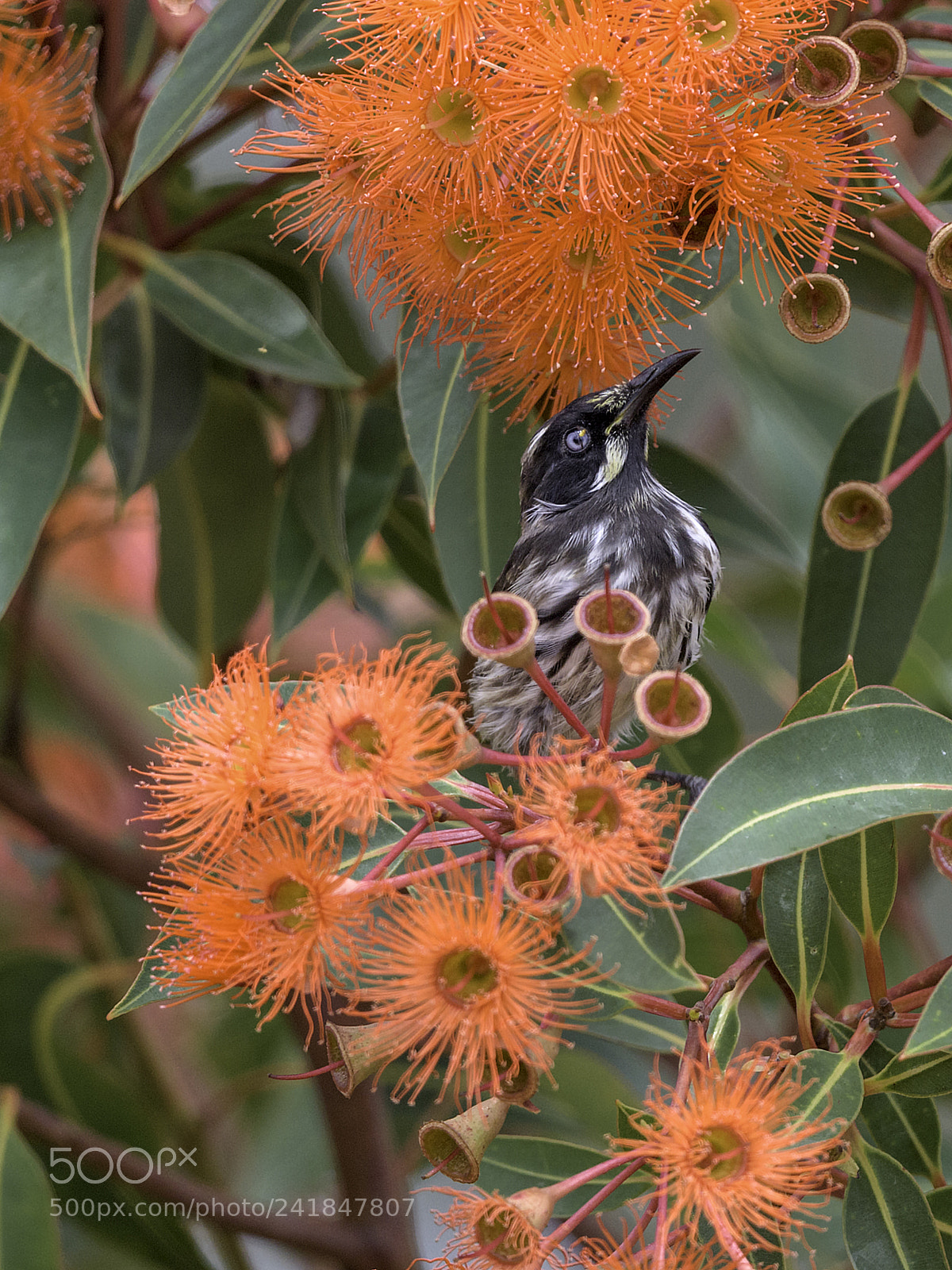 Nikon D810 sample photo. New holland honeyeater photography