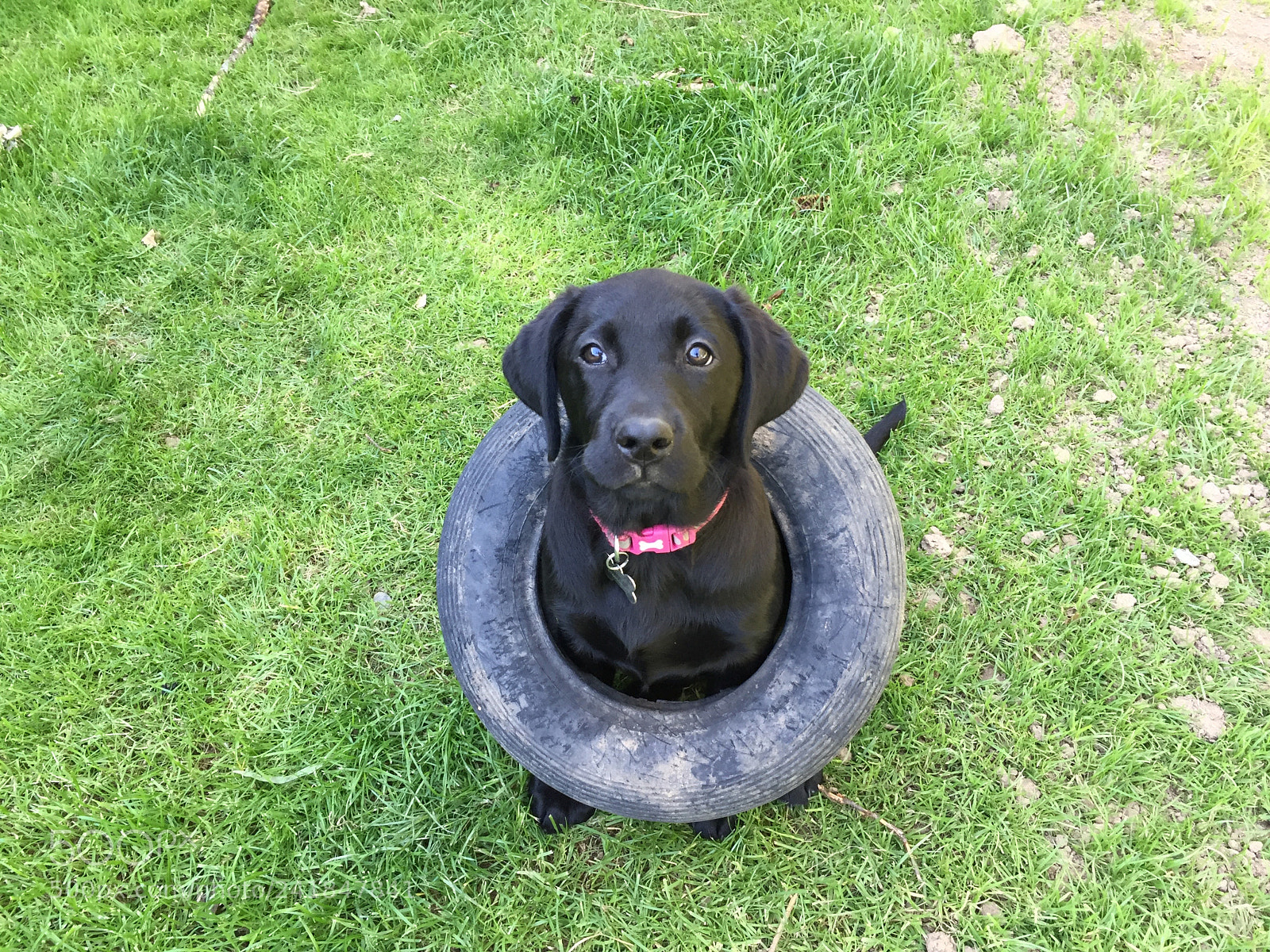 Apple iPhone 6 sample photo. Black labrador puppy in photography