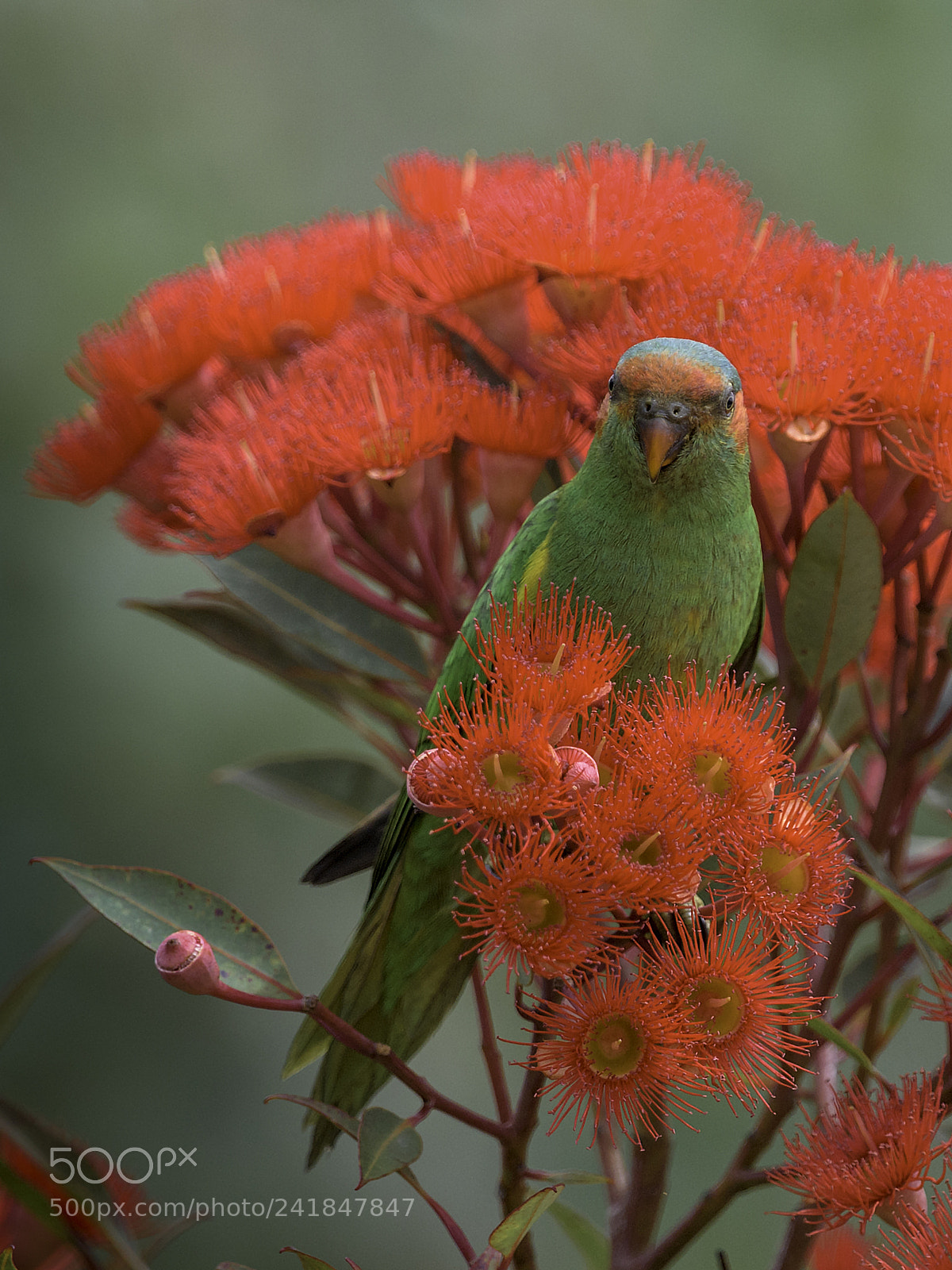 Nikon D810 sample photo. Musk lorikeet female photography