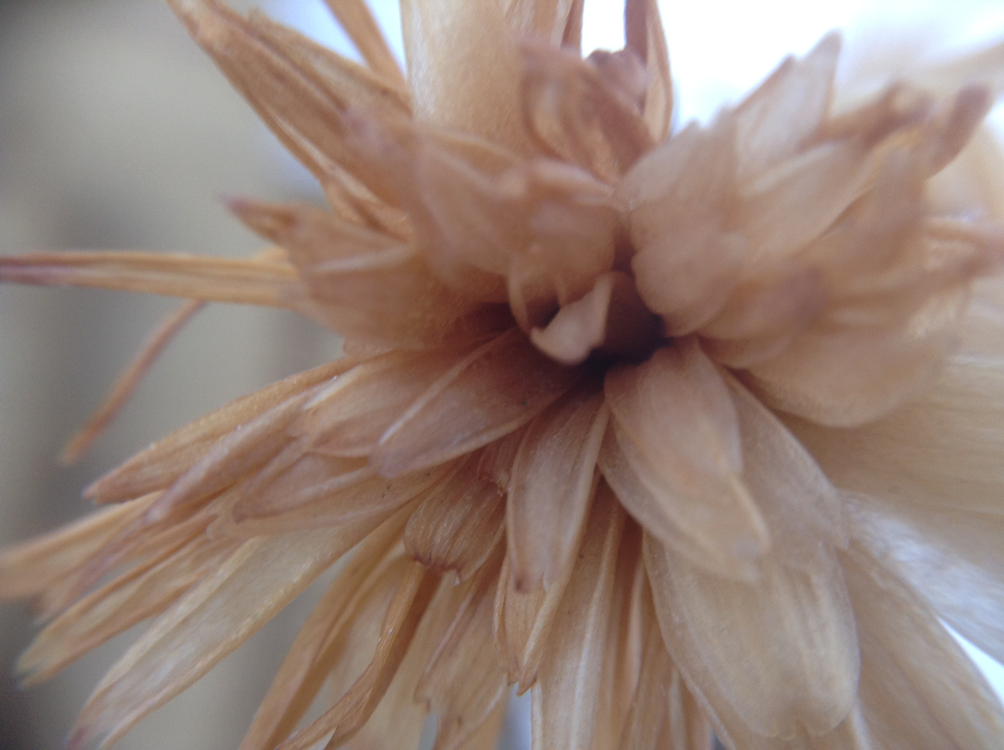 Apple iPad mini sample photo. Weeds photography