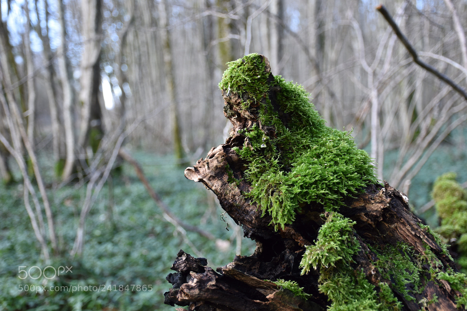 Nikon D5600 sample photo. Sanglier de bois photography