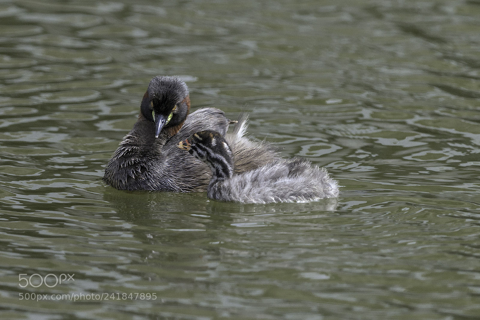 Nikon D810 sample photo. Australasian grebe with chick photography