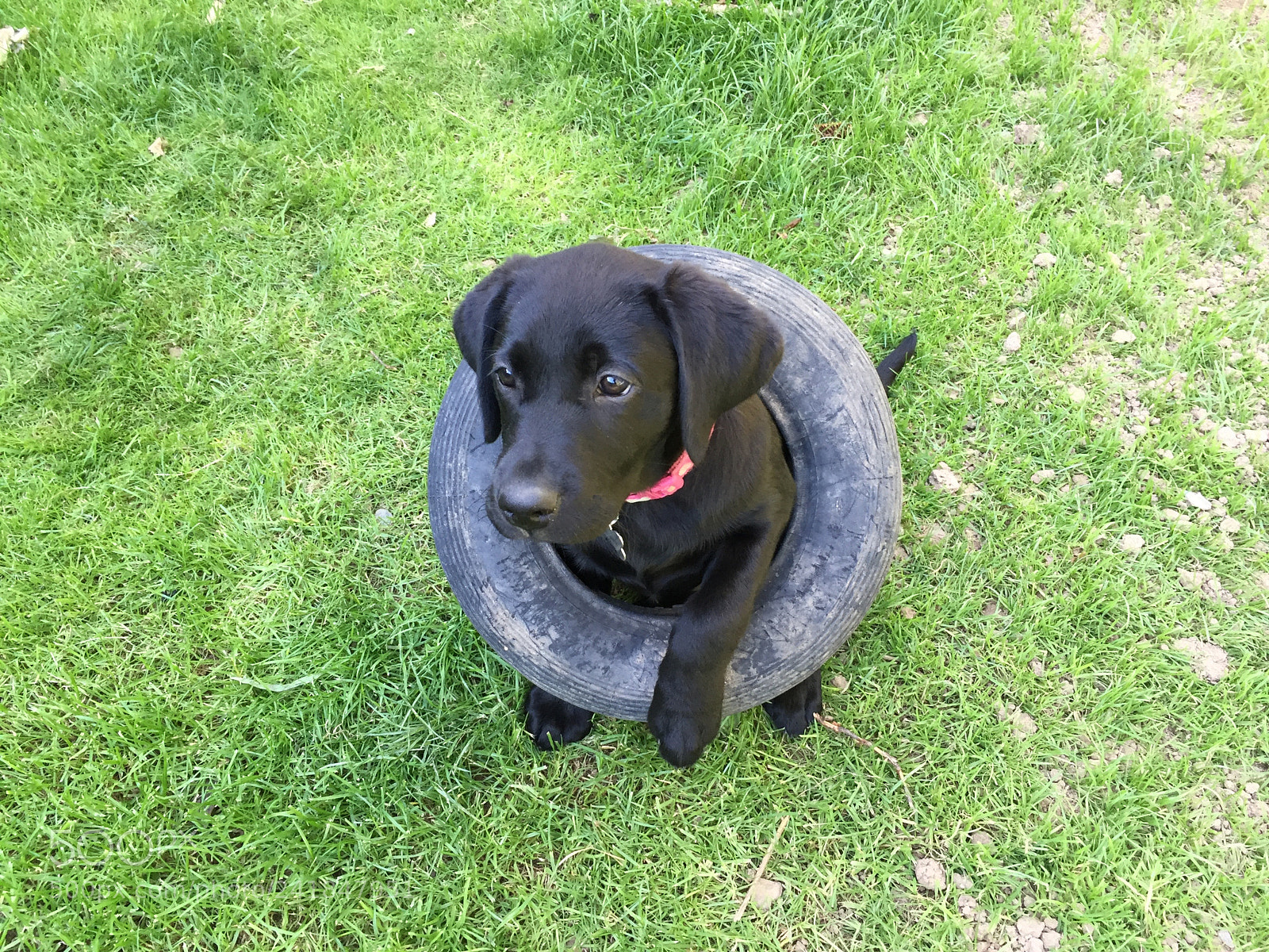 Apple iPhone 6 sample photo. Black labrador puppy in photography