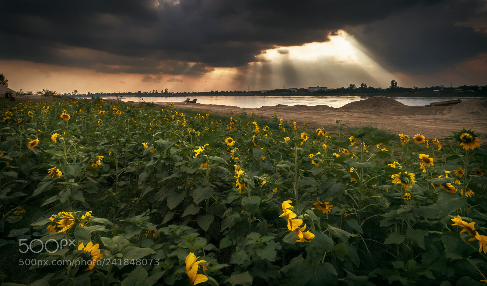 Olympus OM-D E-M10 III sample photo. Sunflower army in the photography