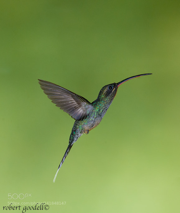 Nikon D300 sample photo. Green hermit photography