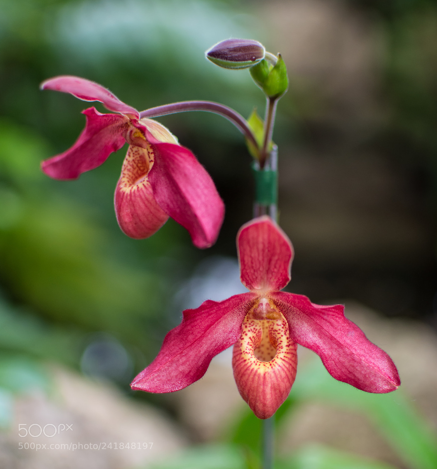 Nikon D7200 sample photo. Orchid photography