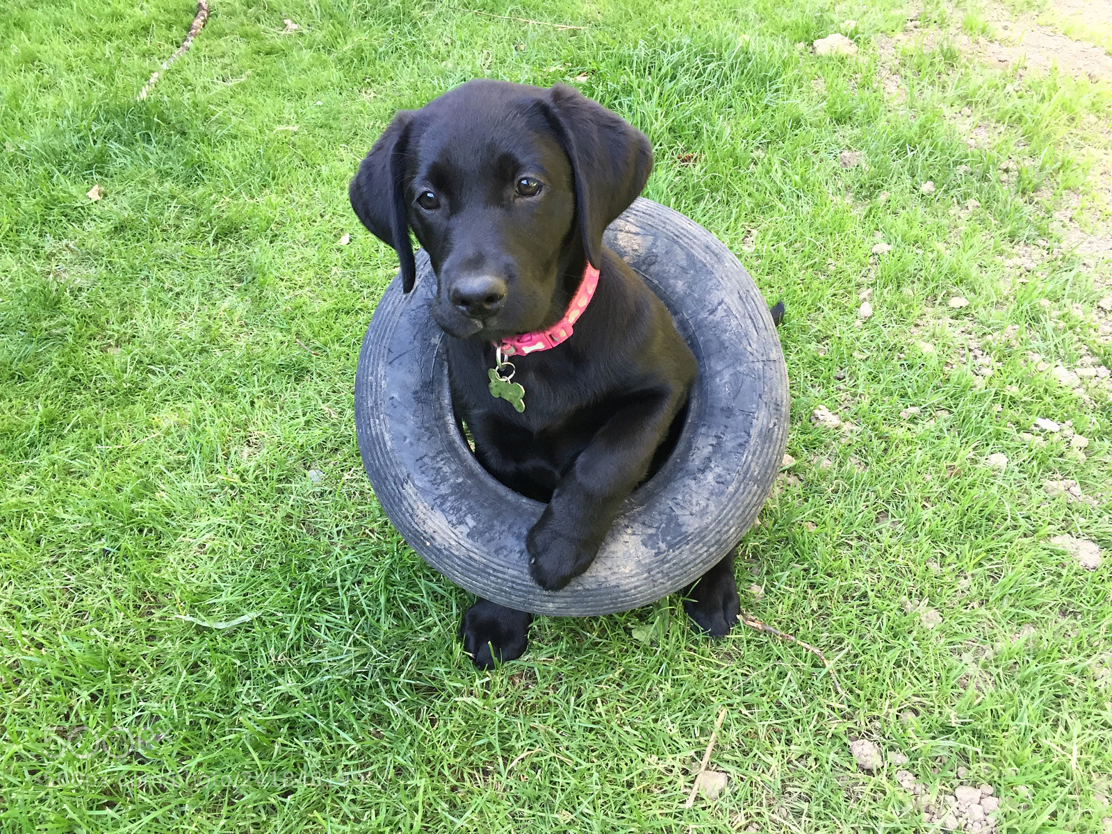 Apple iPhone 6 sample photo. Black labrador puppy in photography