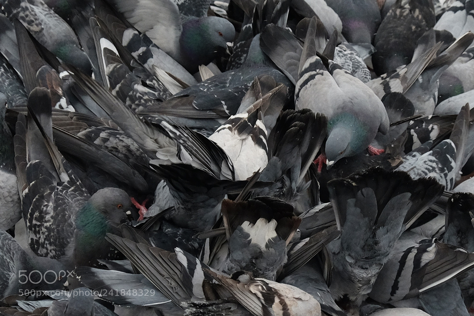 Fujifilm X-T10 sample photo. Pigeons feeding photography
