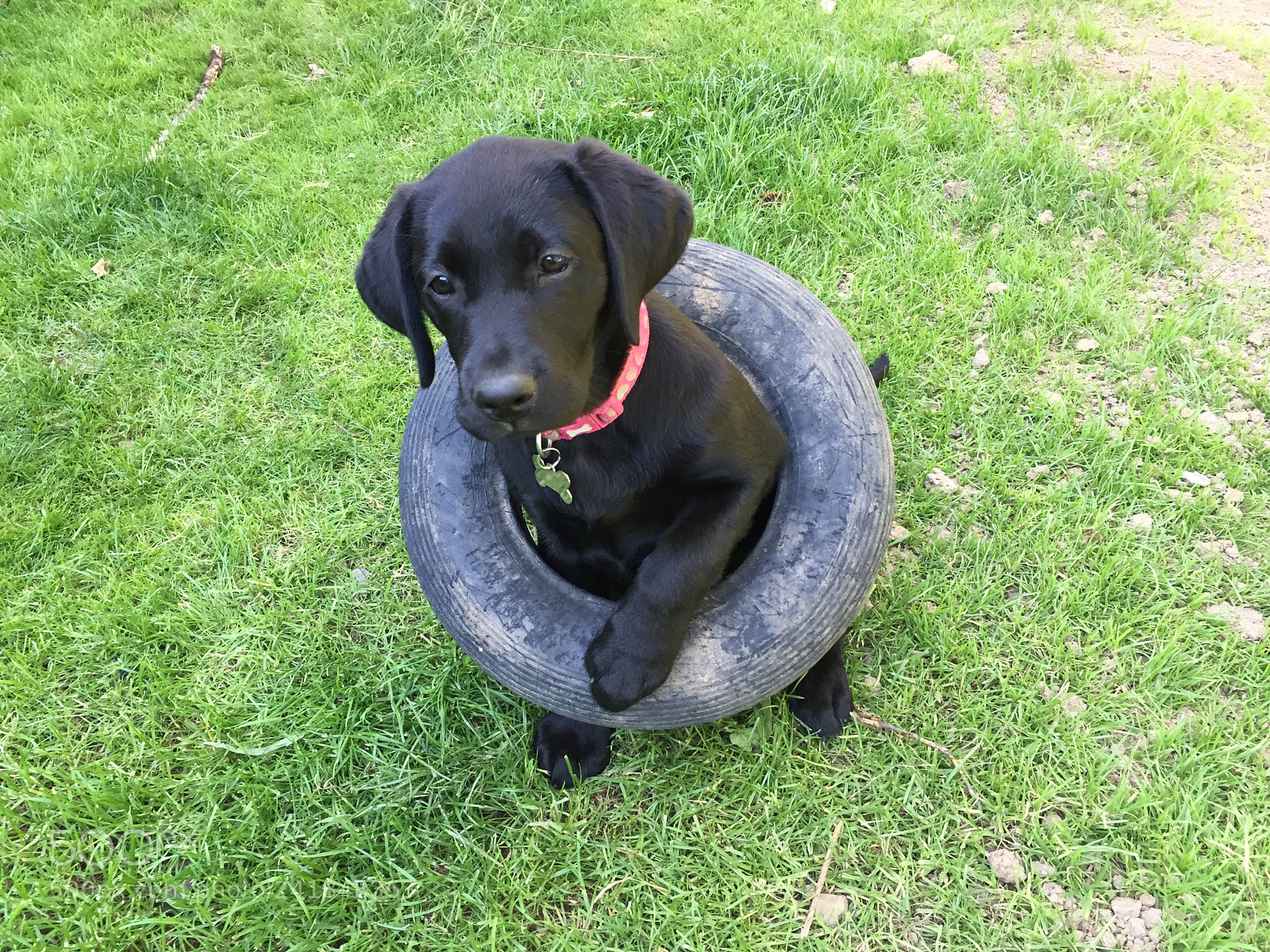 Apple iPhone 6 sample photo. Black labrador puppy in photography